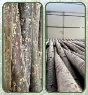 Nemizots, nekrāsots kārklu sētas panelis